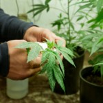La Despenalización y Regulación de la Marihuana